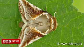 Light pollution from street lamps linked to insect loss