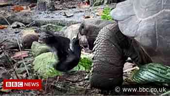 Tortoise eating bird caught on camera by conservationist