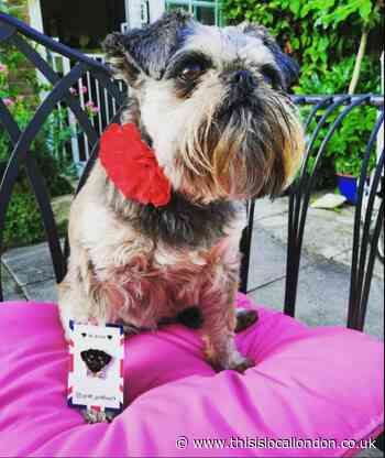 National Dog Day: Send us your favourite photo of your dog