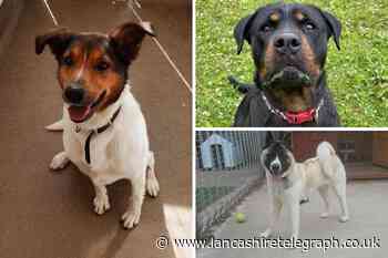 National Dog Day: 6 Lancashire rescues need to be rehomed