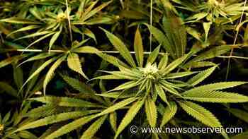 NC Senate committee passes update to medical marijuana bill - Raleigh News & Observer