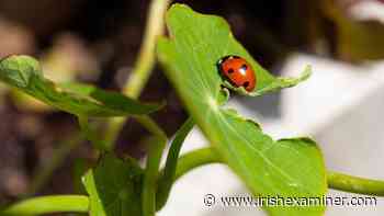 Six simple swaps to become a planet-friendly gardener - Irish Examiner