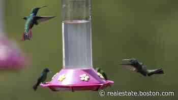 Ask the Gardener: The best privacy hedges for Cape homes - Boston.com