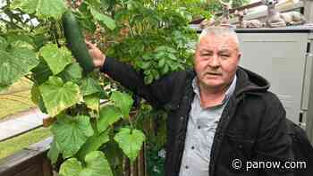 New gardener grows giant cucumber on his back porch - paNOW