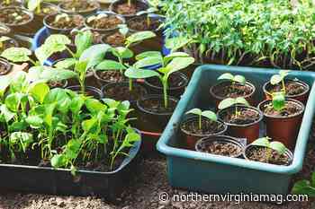 NoVA's Master Gardener (Yep, Official Title!) on Building a Veggie Garden - northernvirginiamag.com