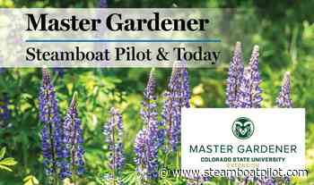 Master Gardener: Race against weed seeds is on - Steamboat Pilot and Today