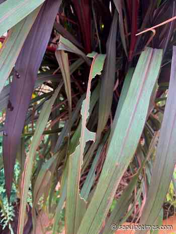 Master Gardener: Controlling Grasshopper Damage - Sapulpa Times