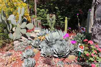 Learn how to get a green thumb through Master Gardener program - Merced County Times