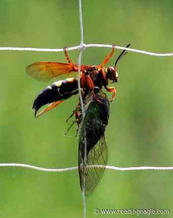 Ask the Berks Master Gardener: What are these wasp-like bees flying in my yard? - Reading Eagle