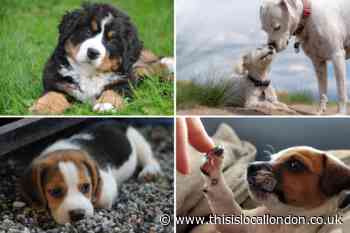 International Dog Day: Owners share their appreciation for their pets