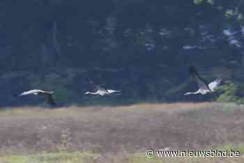 Kraanvogels in vallei van de Zwarte Beek slaan hun vleugels uit (en zijn stevig gegroeid)