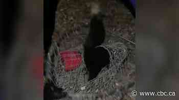 Quick-thinking teen saves 2 skunks with heads stuck in fast-food cups