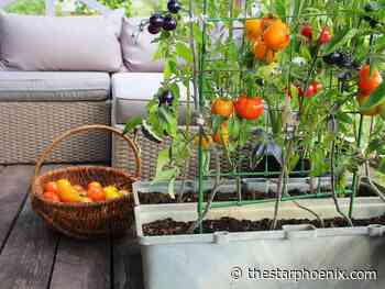 Gardening: Container gardeners reap rewards of quality produce and extended growing season