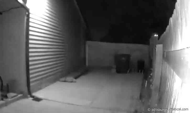 VIDEO: Mountain Lion Creeps Around Colorado Backyard