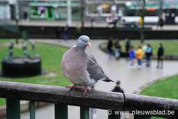 Dierenartsen maken duiven tijdelijk onvruchtbaar