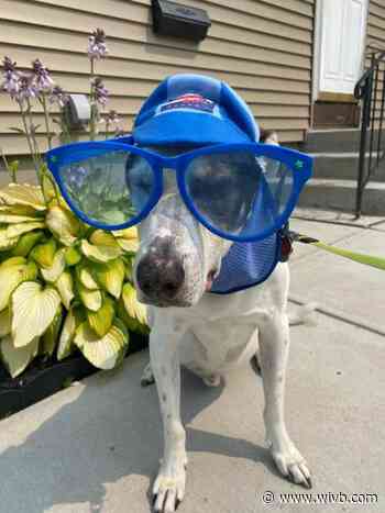 GALLERY: National Dog Day