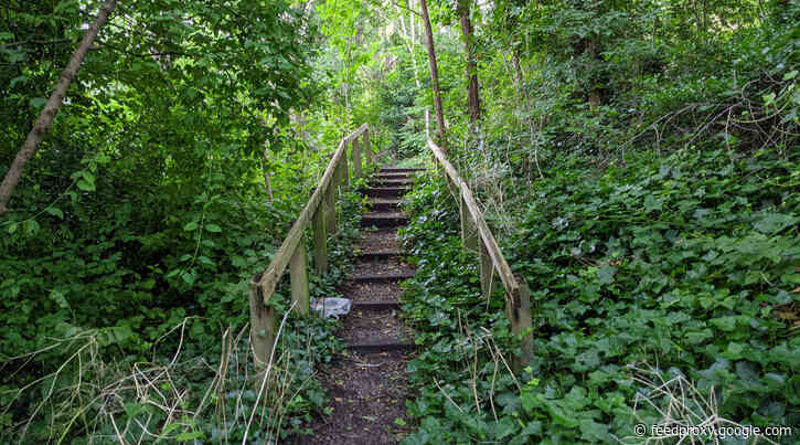 London’s Pocket Parks: Belsize Wood, NW3