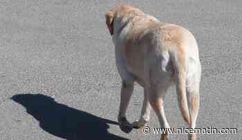 Fréjus: en conflit avec son ex-voisin, il demande à son chien de le mordre