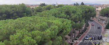 Prato inglese e magnolie per cambiare il volto della villa comunale, ma 26 pini sono da abbattere - Zonalocale