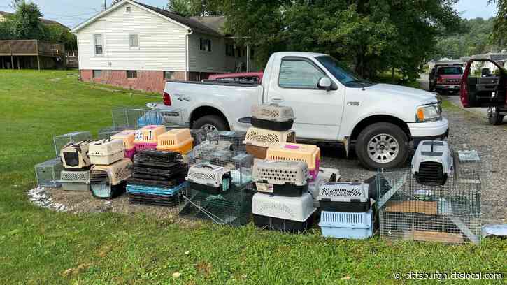 Dozens Of Cats Removed From Greene County Home