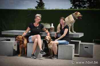 Hondentherapeute ziet gedragsproblemen stijgen: “Koop geen ... (Kinrooi) - Het Belang van Limburg Mobile - Het Belang van Limburg