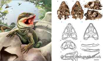 231-million-year-old fossil discovered in Argentina is the ancestor to most reptiles 