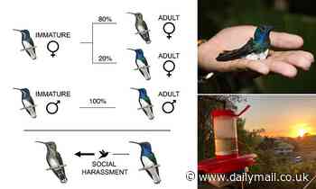 Female hummingbirds avoid sexual harassment by making themselves look flashy 