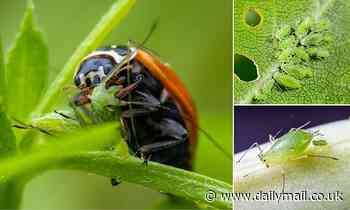 Pest control: Scientists have found a way to bottle the smell of what scares bugs