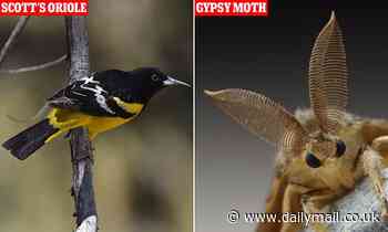 Scientists plan to change the common names of plant, insect and animal species