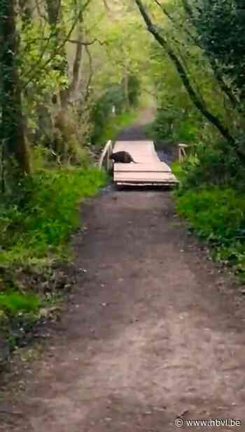 Plankenpad opent officieel pas vrijdag, maar bever huldigt het nu al in - Het Belang van Limburg