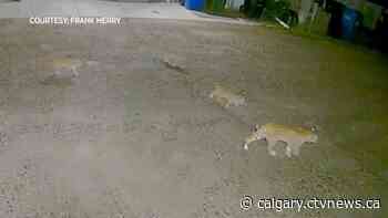 Bobcats make residents nervous in southwest Calgary - CTV Toronto