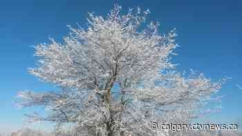Frost advisory issued for communities north of Calgary - CTV Toronto