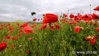 Tornesch: Arbeitsgruppe für biologische Vielfalt erhält Umweltschutzpreis | shz.de - shz.de