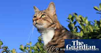 Production allowed to resume of cat food at centre of pet deaths inquiry - The Guardian