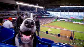 Happy National Dog Day! Check out how athletes' furry friends have taken over social media