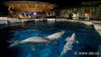 2nd beluga imported by U.S. aquarium from Marineland is in failing health