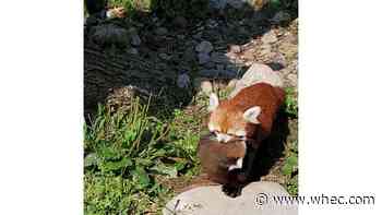 Seneca Park Zoo's red pandas show off their cubs