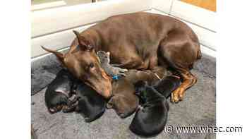 Doberman who just had litter of puppies 'adopts' kitten