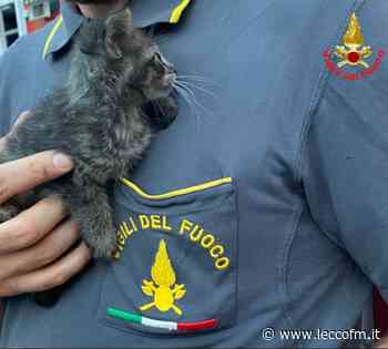 OGGIONO: GATTINO INCASTRATO, SALVATO DAI POMPIERI - Lecco FM