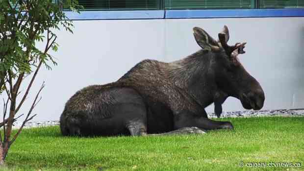 Frustrated moose gives up trying to cross Deerfoot, and chills