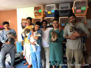 'It would be like leaving my family': Animal rescue workers refuse to leave Afghanistan