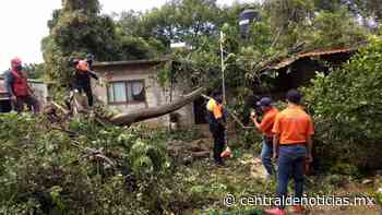 Atiende PC reporte de árboles caídos en Ahuatepec y centro de Cuernavaca - Central de Noticias Mx