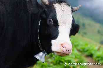 Good news: Japanese boffins 3D print what looks like marbled Wagyu beef. Bad news: It's tiny and inedible