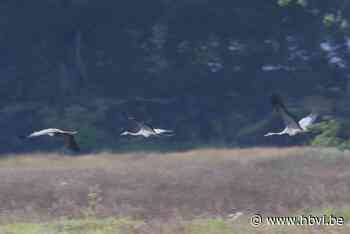 Kraanvogels in vallei van de Zwarte Beek slaan hun vleugels uit (en zijn stevig gegroeid) - Het Belang van Limburg