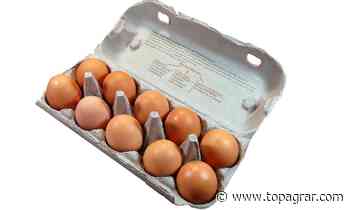 Teures Futter, zu günstige Eier - Erzeuger senden Hilferuf - top agrar online