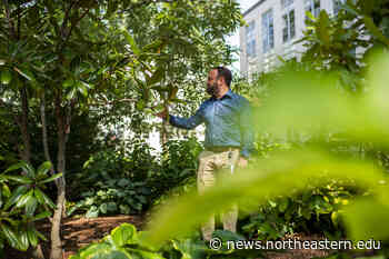 He cultivates the campus's 'urban forest' with an eye on the future - News@Northeastern