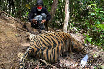 Mother tiger and her cubs found dead in Sumatran forest - Mongabay.com