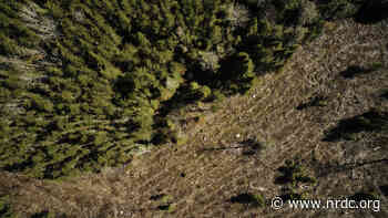 P&G's Board Must Be Accountable for Forest Destruction - NRDC (Natural Resources Defense Council)