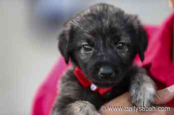 Animals saved from floods, forest fires in Turkey find new homes | Daily Sabah - Daily Sabah