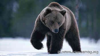 Antibiotic resistance has spread to the deep, dark forest, bear teeth reveal - Science Magazine